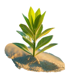 plant-growing-from-soil__1_-removebg-preview-3